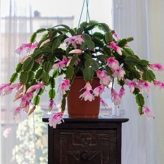 Pink flowering Christmas cactus houseplant on small table