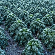 Many kale plants covered in frost