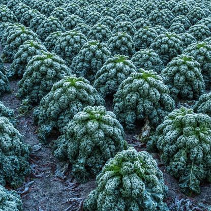 Many kale plants covered in frost