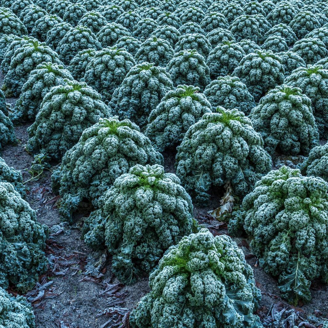 Many kale plants covered in frost