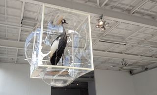 A bird encased in a plastic cube is hanging from the ceiling.