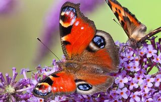 Peacock butterfly