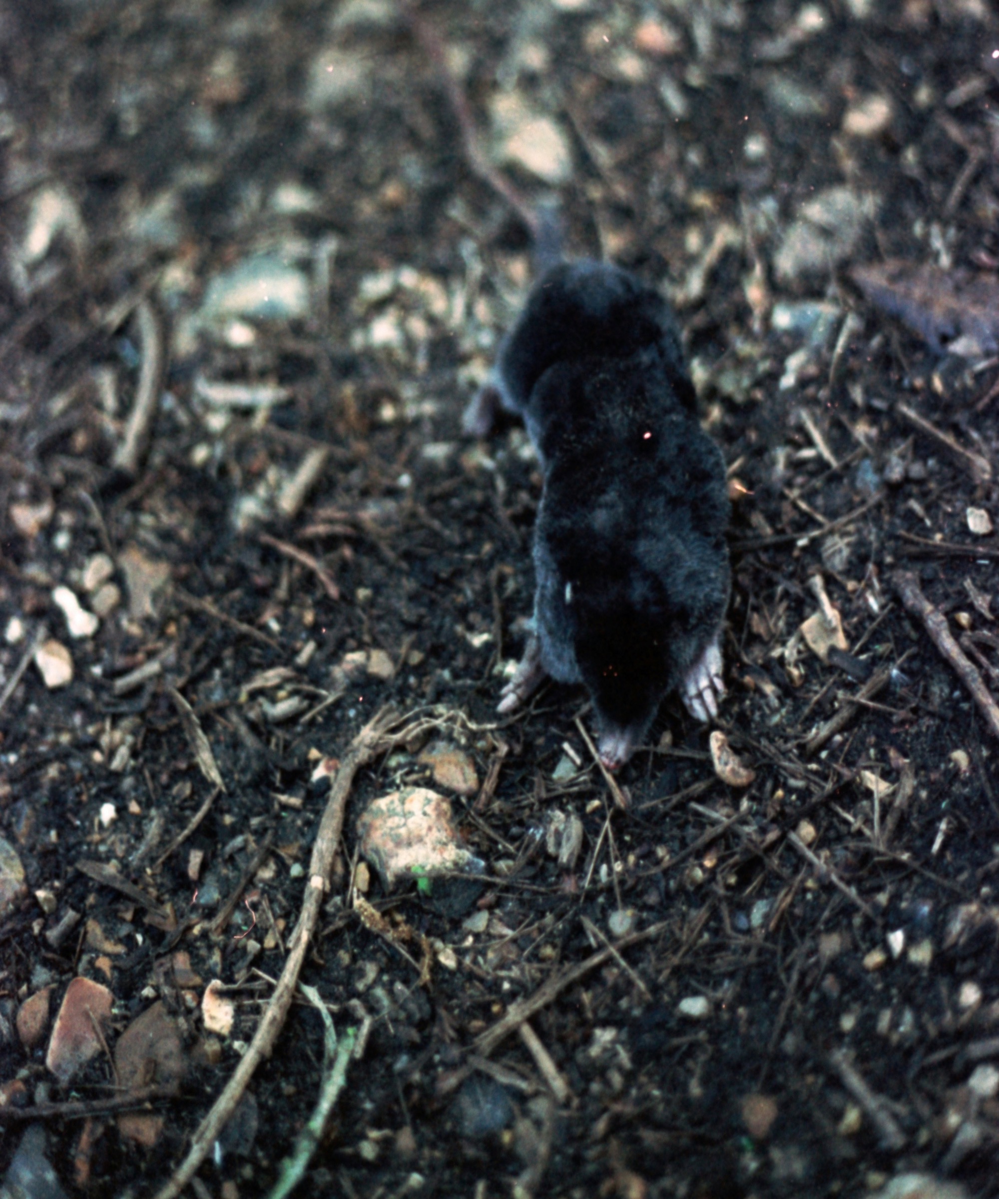 Picture of a mole on earth, twigs and leaves