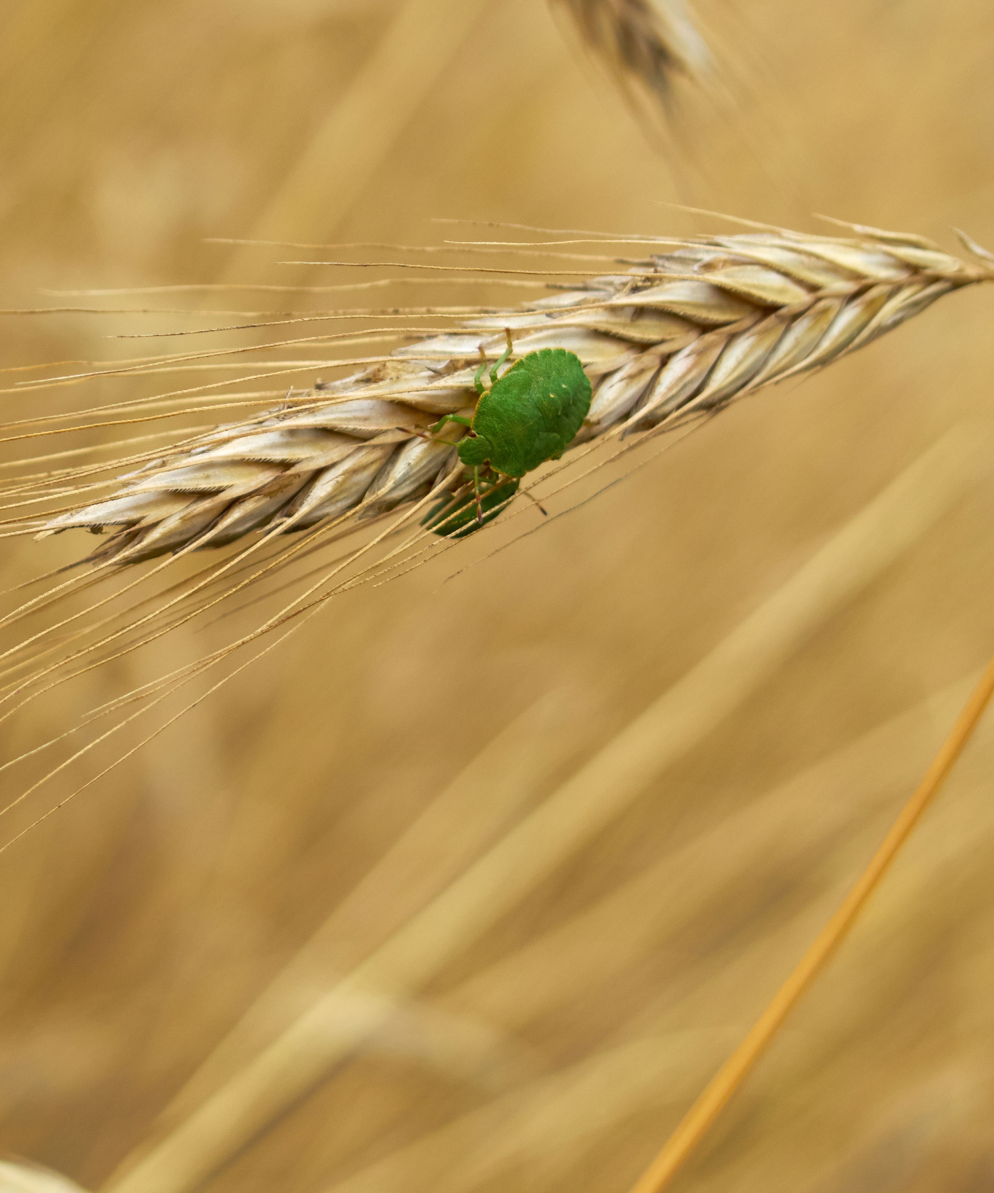 why-do-stink-bugs-come-into-the-house-homes-gardens