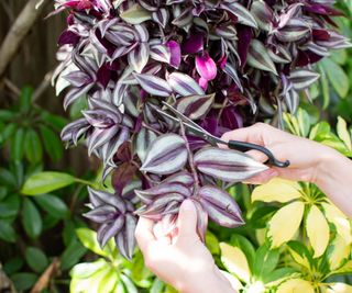 Tradescantia zebrina cutting