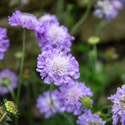 flowers up close of scabious flowers 