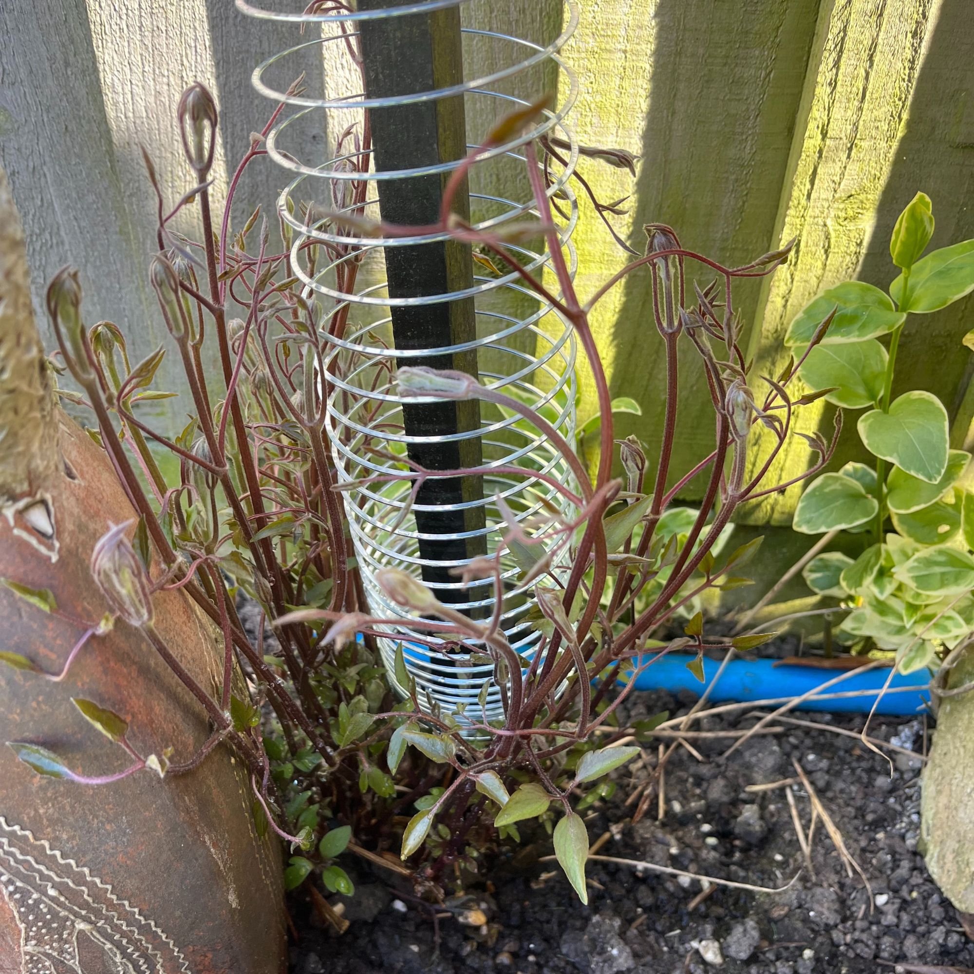 Clematis growing on DIY Slinky plant support
