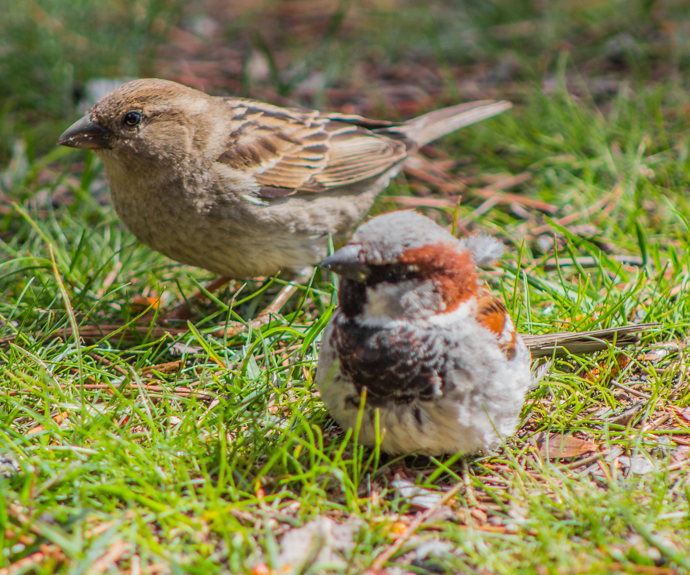 male and female sparrow pair sitting on grass