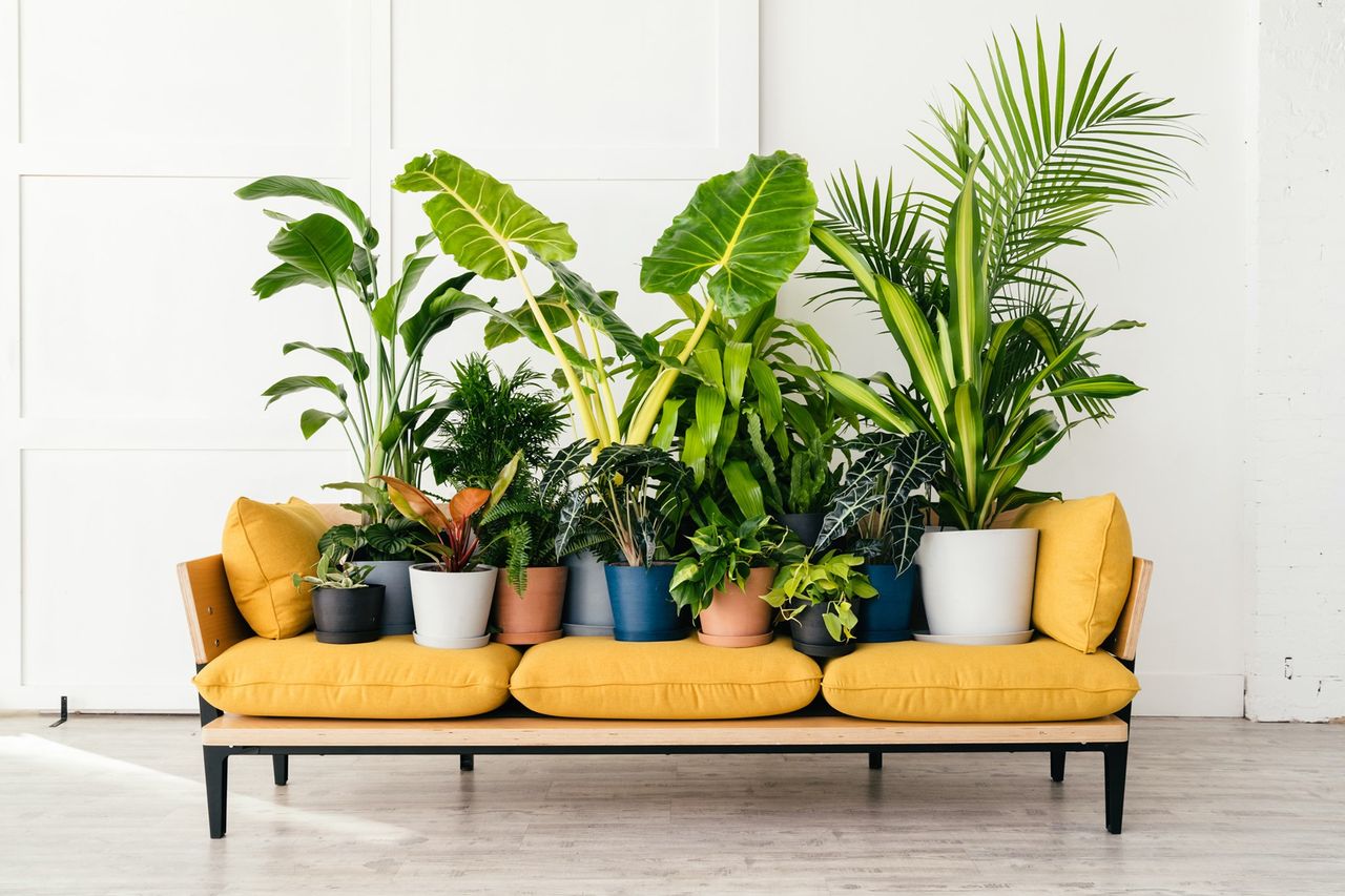 houseplants on a yellow three-seater sofa