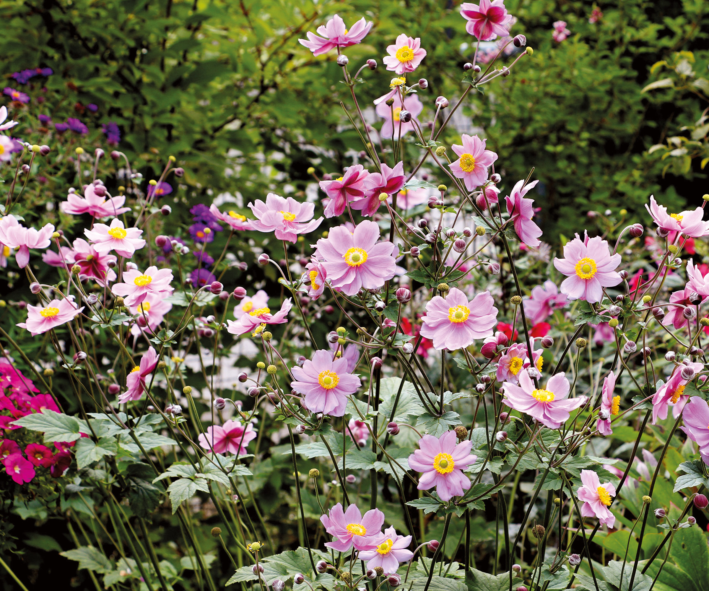 pink japanese anemone in autumn garden