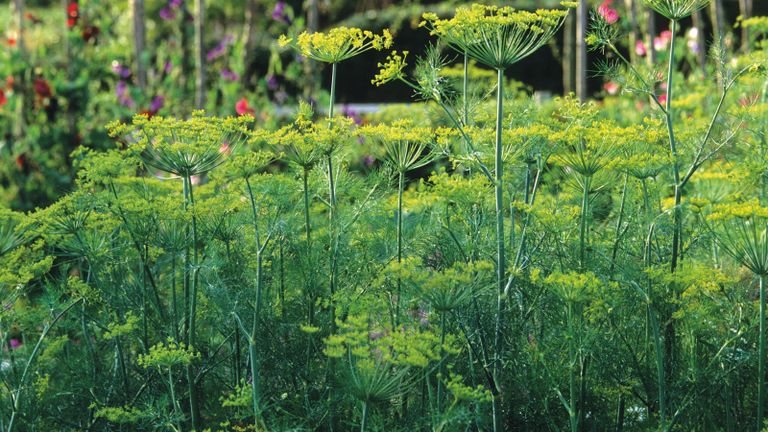how to grow dill