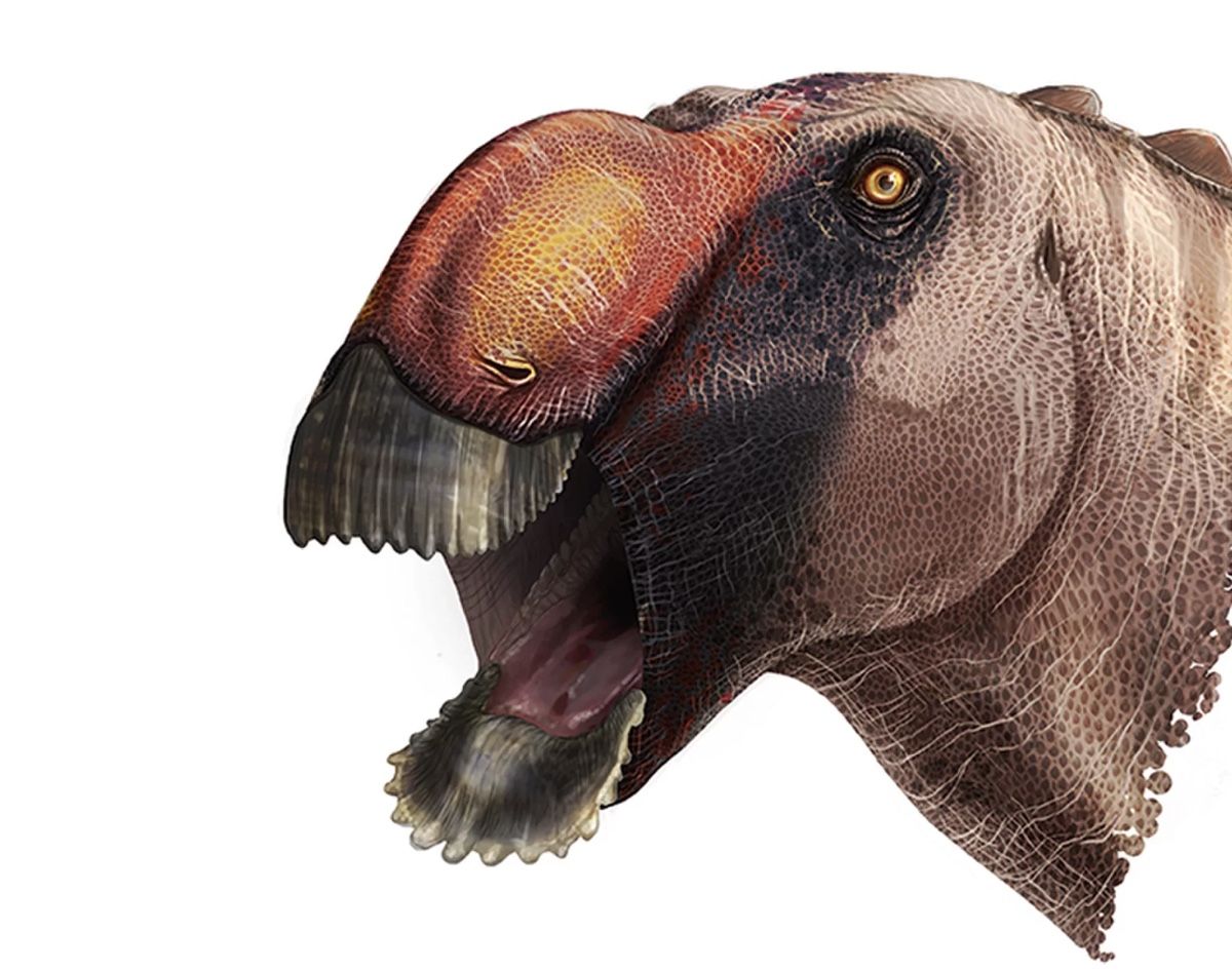 dinosaur with red crest on head