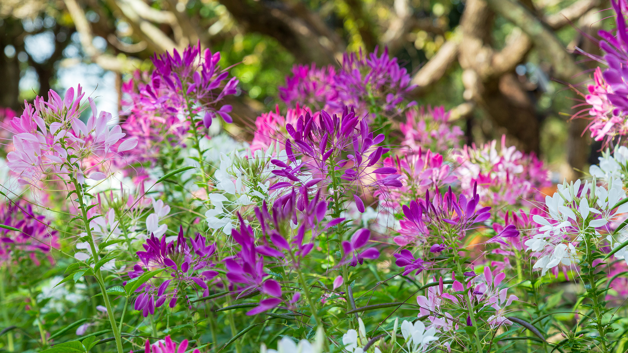 Cleome hassleriana, commonly known as spider flower