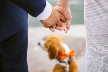 A bride and groom hold hands in front of their dog wearing an orange bowtie
