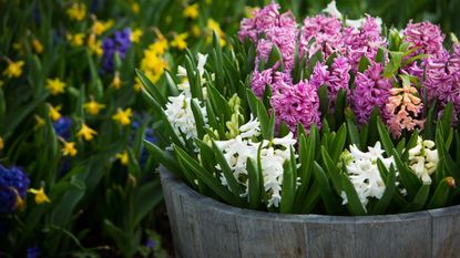 Spring bulbs growing in a container and border