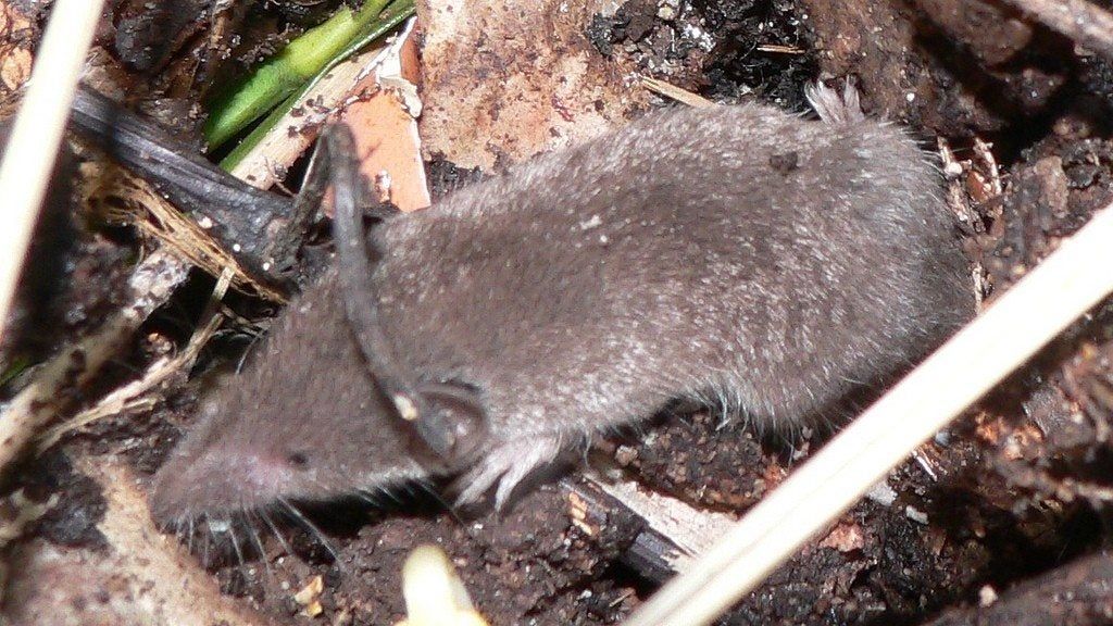 Controlling Pests In Compost: How To Keep Animals Out Of The