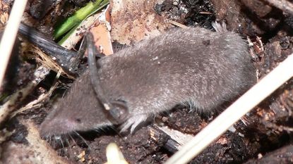Rodent On Compost And Soil Pile