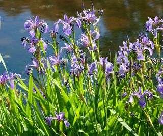 blue flag iris flowers growing next to water