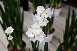 Background of paper white narcissus flowers in blossom.