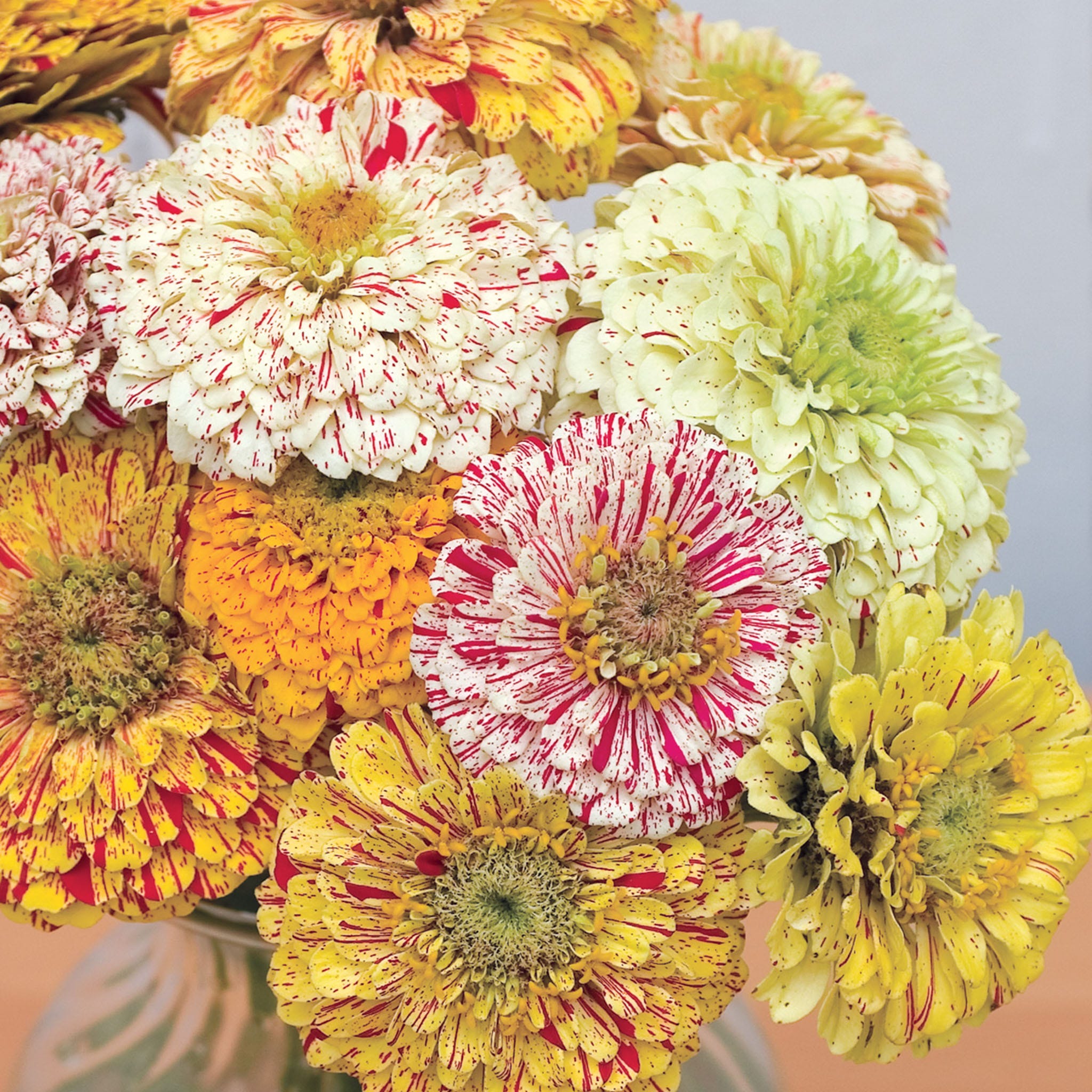 Candy Cane Mix Zinnia Seeds