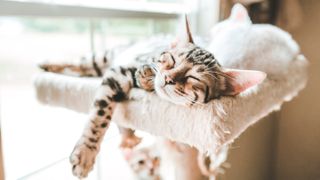 Bengal kitten sleeping on cat tree