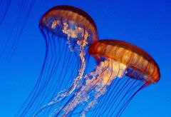 Jellyfish, health news, Marie Claire