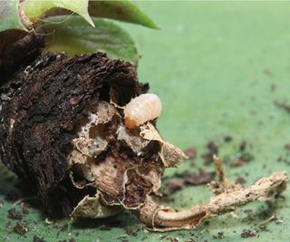 Vine weevil grub feeding on root