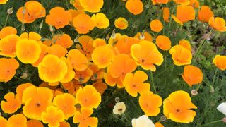 Californian poppies growing in a self-sown group