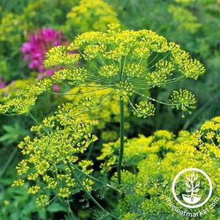 Dill Seeds - Bouquet