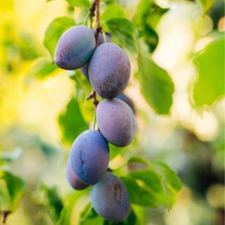 Plum tree growing in a fruit orchard