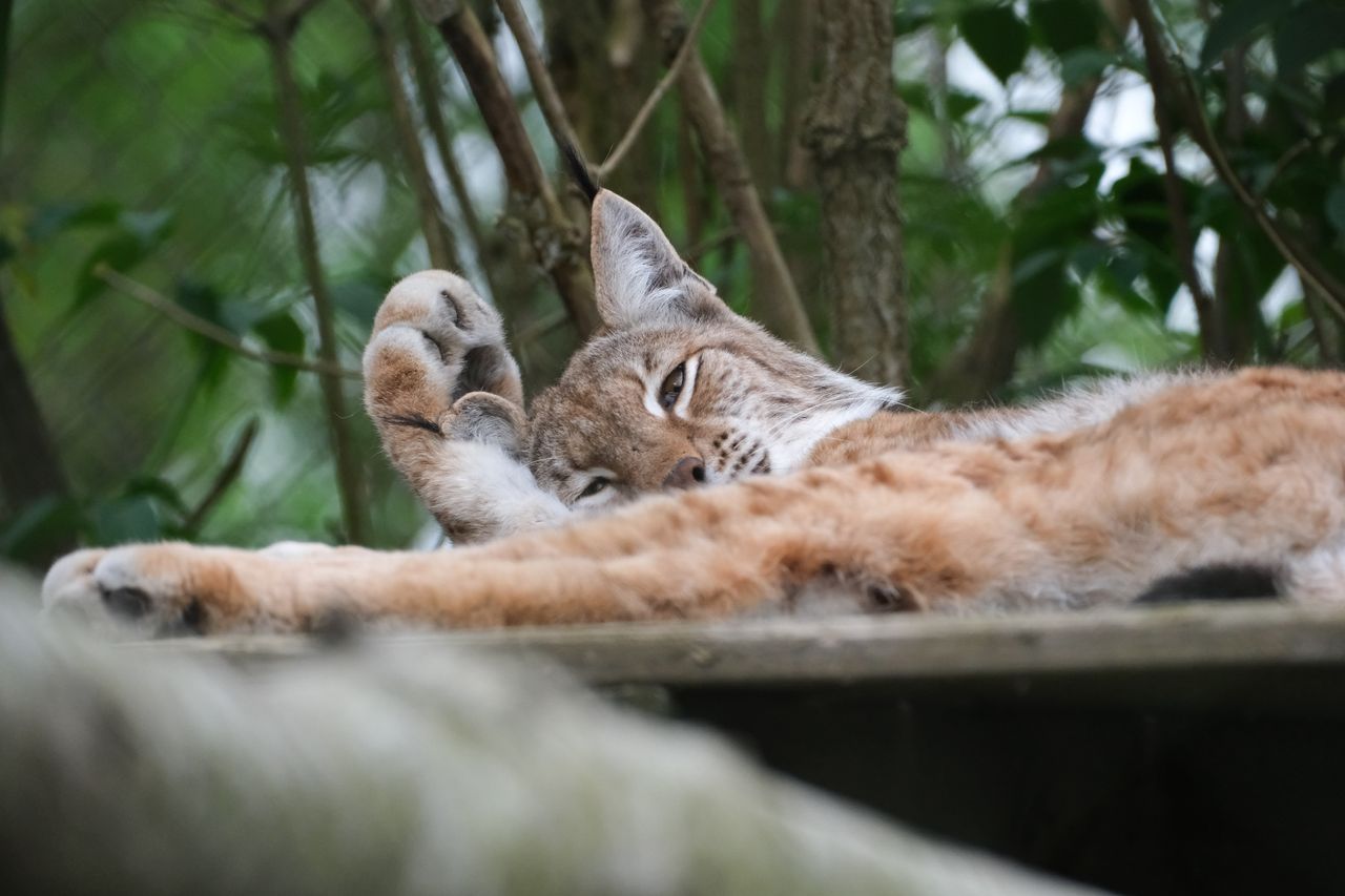 Big cat washing its ear and looking at the camera