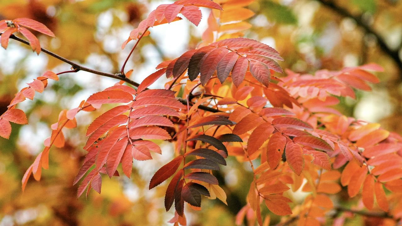 10 gardening jobs to squeeze in before summer comes to an end