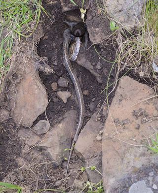 Researchers suspect that the snake tried to use the underside of the tarantula's rock as a den, only to find out the hard way that it was occupied.