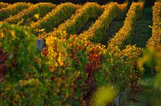 Vineyards in Madiran