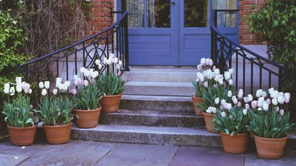 White and pink tulip flowers in terracotta pots on concrete steps leading up to house