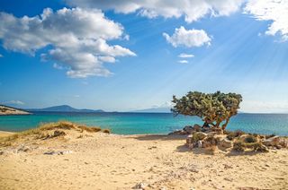 A tree on the Greek island of Naxos