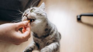 Cat eating a treat