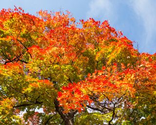 Sugar maple tree Acer saccharum