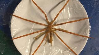 A giant sea spider placed on a cling film-covered dinner plate to give an idea of its size.