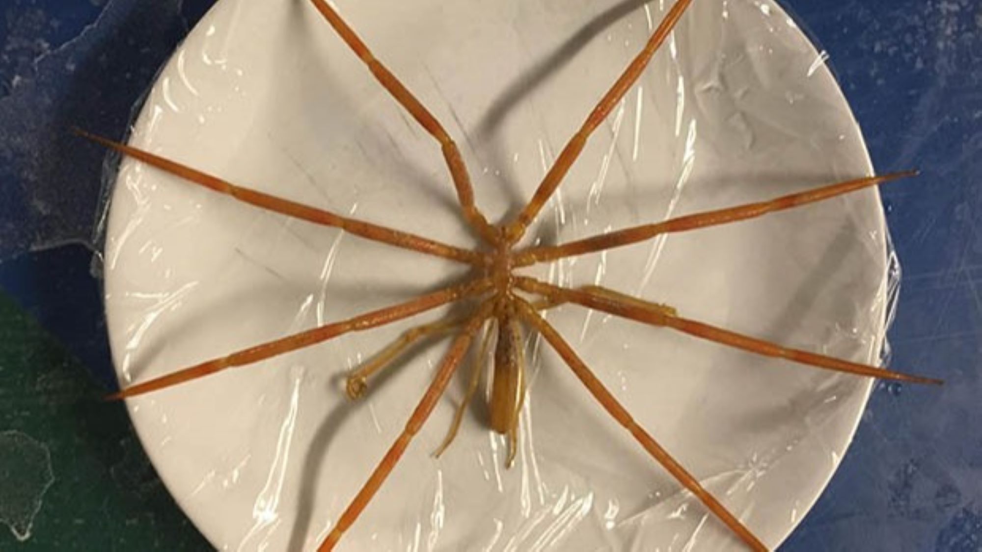 網頁設計 A giant sea spider placed on a cling film-covered dinner plate to give an idea of its size.