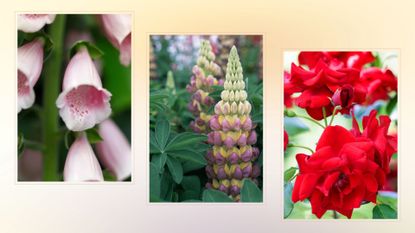 composite image of foxgloves, lupins and roses