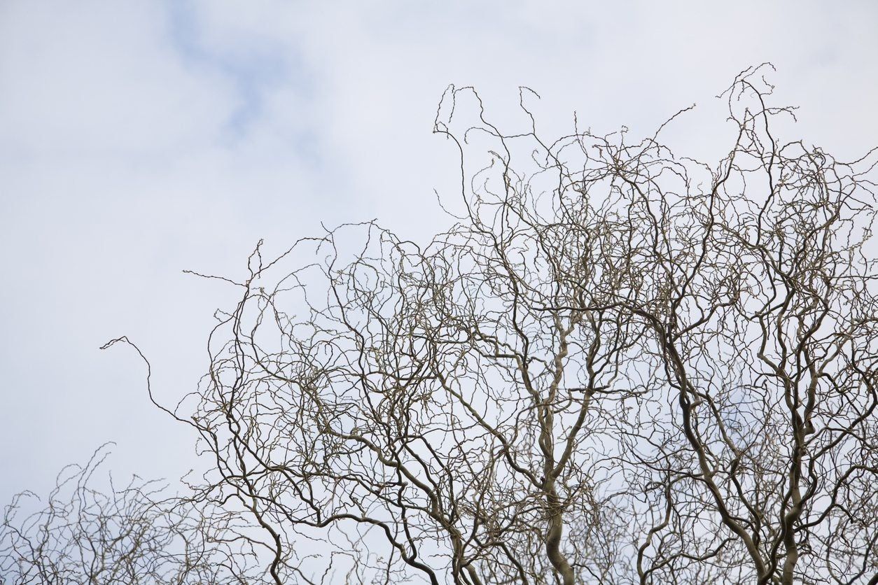 Large Curly Willow Tree