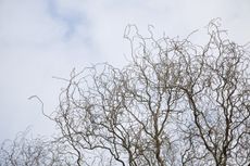 Large Curly Willow Tree