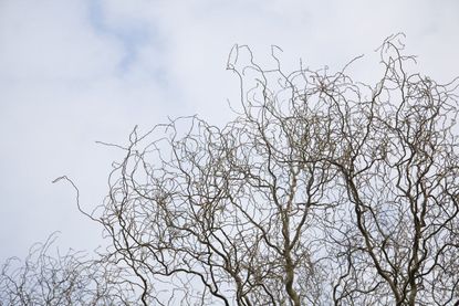 Willow Tree Guide: All 19 Species & How Its Bark Changed Science