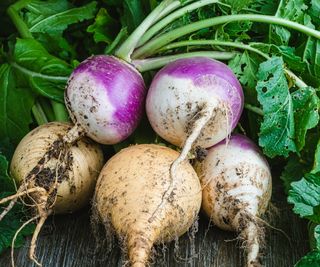 purple and yellow turnips