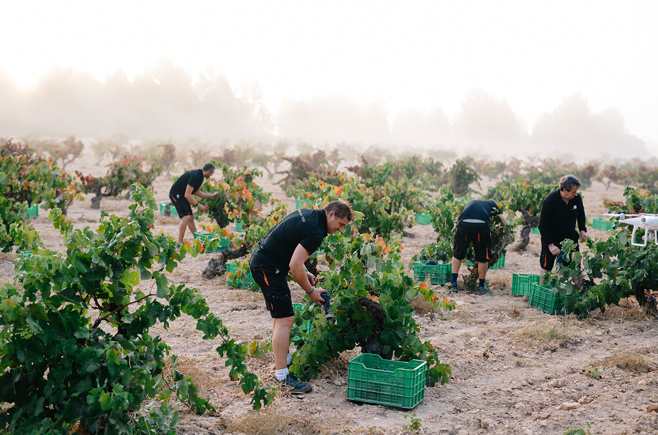 Dominio-de-la-Vega-harvest.jpg