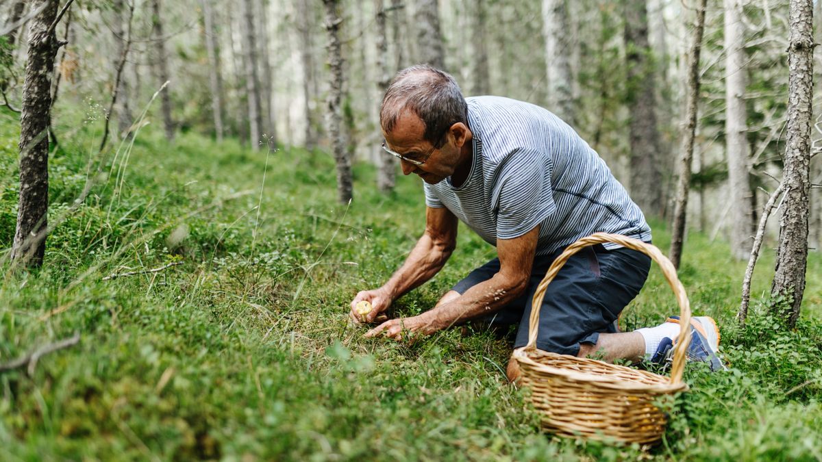 senior man harvesting cantharellus cibarius in the forest