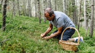 senior man harvesting cantharellus cibarius in the forest