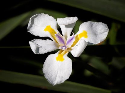 A Dietes Iris Plant