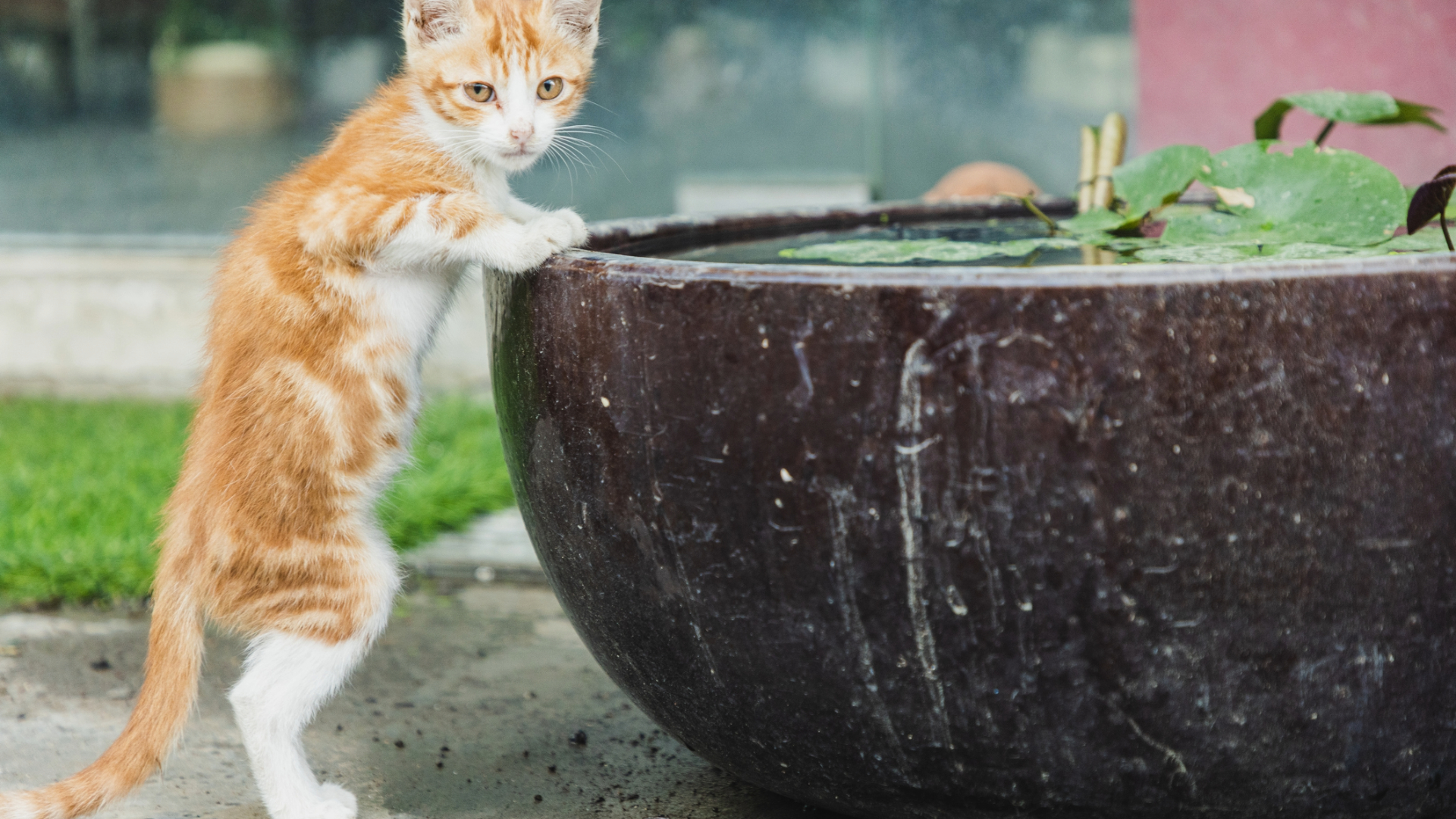 A kitten drinking from a water basin